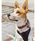 Dog Vest Harness & Retractable Leash Attachment for Labrador